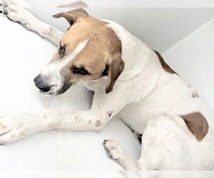 Carolina Dog-Labrador Retriever Mix Dogs for adoption in Houston, TX, USA