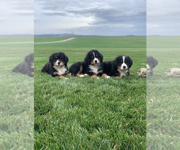 Medium Photo #1 Bernese Mountain Dog Puppy For Sale in BROWNSTOWN, IN, USA