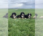 Small Photo #1 Bernese Mountain Dog Puppy For Sale in BROWNSTOWN, IN, USA