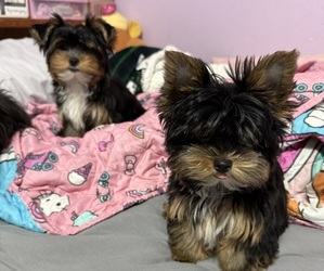 Yorkshire Terrier Litter for sale in VALRICO, FL, USA