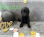 Small Photo #9 Goldendoodle Puppy For Sale in BLUFFTON, IN, USA