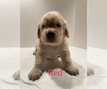 Small Photo #5 Golden Retriever Puppy For Sale in CORONA, CA, USA