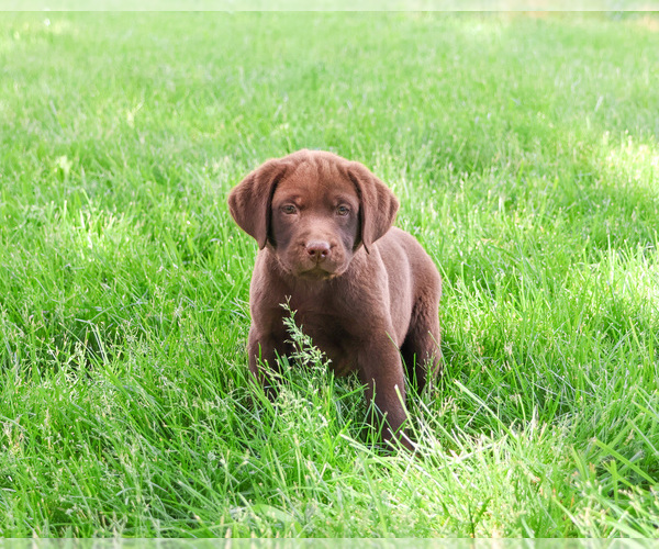 Medium Photo #5 Labrador Retriever Puppy For Sale in SYRACUSE, IN, USA