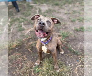 STANLEY - Male Mutt Dog for Adoption - Photo #2