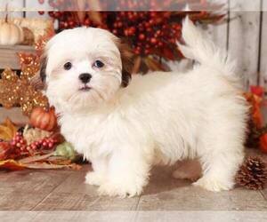 Maltese Puppy for sale in MOUNT VERNON, OH, USA