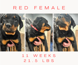 Rottweiler Puppy for sale in MITCHELLVILLE, IA, USA