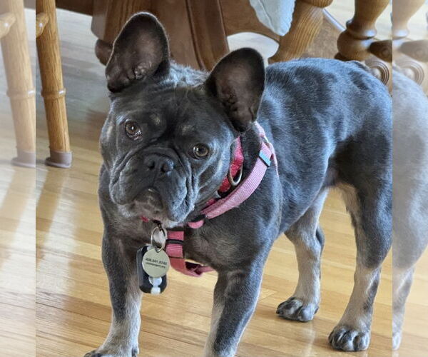 Medium Photo #7 French Bulldog Puppy For Sale in San Jose, CA, USA