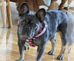 Small #6 French Bulldog