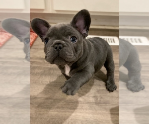 Medium Photo #5 French Bulldog Puppy For Sale in MADISONVILLE, KY, USA