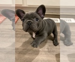 Small Photo #5 French Bulldog Puppy For Sale in MADISONVILLE, KY, USA