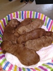Goldendoodle Puppy for sale in GODLEY, TX, USA