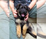 Small Photo #5 German Shepherd Dog Puppy For Sale in WADSWORTH, IL, USA