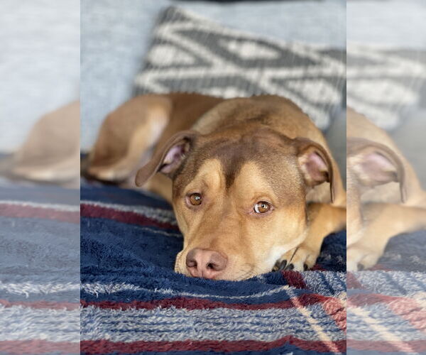 Medium Photo #1 American Pit Bull Terrier-Unknown Mix Puppy For Sale in Minneapolis, MN, USA