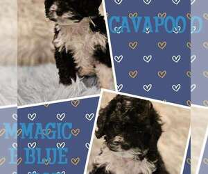 Cavapoo Puppy for sale in EVANSVILLE, IN, USA