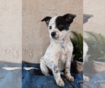 Puppy 2 Australian Cattle Dog-Rat Terrier Mix