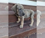 Small Photo #14 Great Dane Puppy For Sale in GREENVILLE, NC, USA