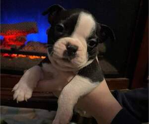 Boston Terrier Puppy for sale in KIRKSVILLE, MO, USA