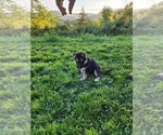 Small Photo #1 German Shepherd Dog-Siberian Husky Mix Puppy For Sale in CANISTEO, NY, USA