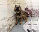 Gator - Male Labrador Retriever-Unknown Mix Dog for Adoption - Small photo