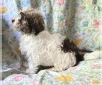 Small Photo #1 Havanese Puppy For Sale in PARKER, CO, USA