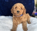 Small #8 Goldendoodle (Miniature)