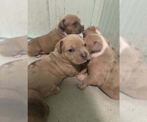 American Bully Puppy for sale in DE WITT, NY, USA
