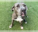Small #1 American Staffordshire Terrier Mix