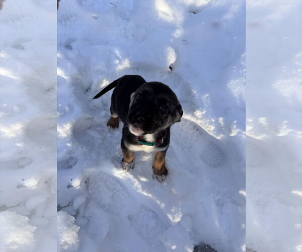 Medium Photo #4 Shepradors Puppy For Sale in Princeton, MN, USA