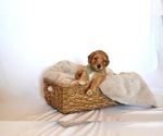 Puppy Green Goblin Goldendoodle