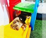 Small Photo #5 English Bulldogge Puppy For Sale in CARSON CITY, NV, USA