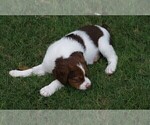 Small Photo #6 Brittany Puppy For Sale in HAMILTON, GA, USA