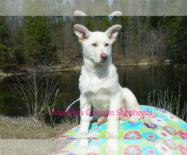 Medium Photo #5 German Shepherd Dog Puppy For Sale in PIEDMONT, MO, USA