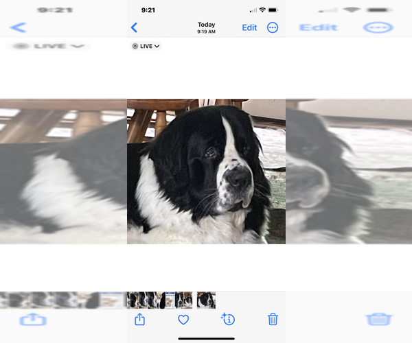 Medium Photo #1 Newfoundland Puppy For Sale in CHESTERFIELD, VA, USA