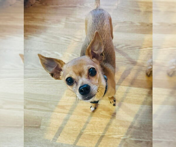 Medium Photo #1 Chihuahua Puppy For Sale in Glen Haven, WI, USA