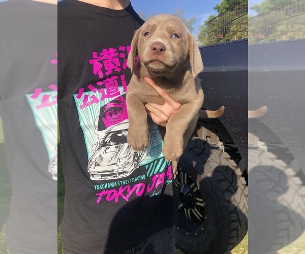 Medium Photo #5 Labrador Retriever Puppy For Sale in OCALA, FL, USA