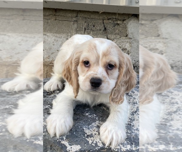 Medium Photo #8 Cocker Spaniel Puppy For Sale in CANOGA, NY, USA