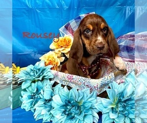Medium Bloodhound
