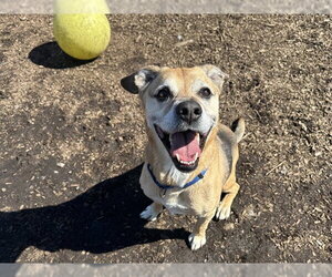 German Shepherd Dog-Unknown Mix Dogs for adoption in McKinleyville, CA, USA