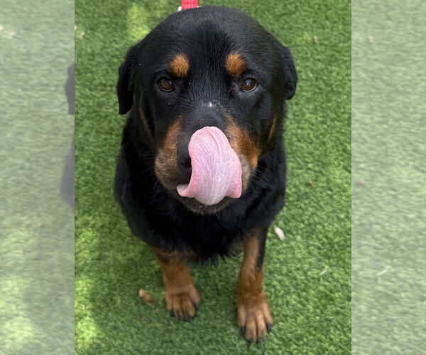 Medium Photo #2 Rottweiler Puppy For Sale in Lighthouse Point, FL, USA
