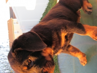 Rottweiler Puppy for sale in chambersburg, PA, USA
