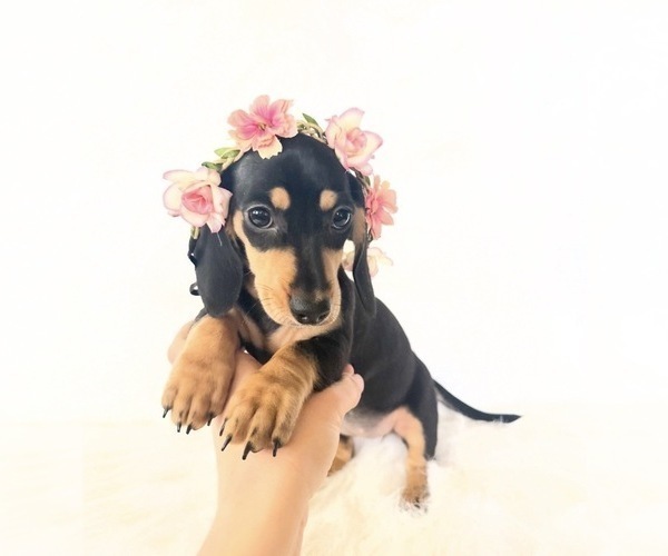 Medium Photo #2 Dachshund Puppy For Sale in DAVIS, CA, USA