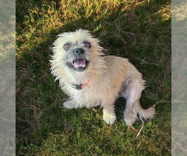 Medium Photo #5 Brussels Griffon-Norwich Terrier Mix Puppy For Sale in San Diego, CA, USA