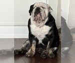 Small #3 English Bulldog