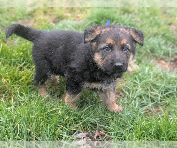 Medium Photo #3 German Shepherd Dog Puppy For Sale in OAK GROVE, OR, USA