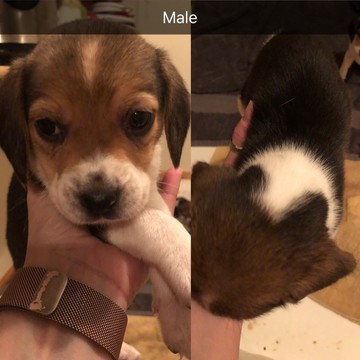 Medium Photo #2 Beagle Harrier Puppy For Sale in DUNDEE, IA, USA