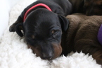 Small Photo #1 Dachshund Puppy For Sale in JACK, AL, USA
