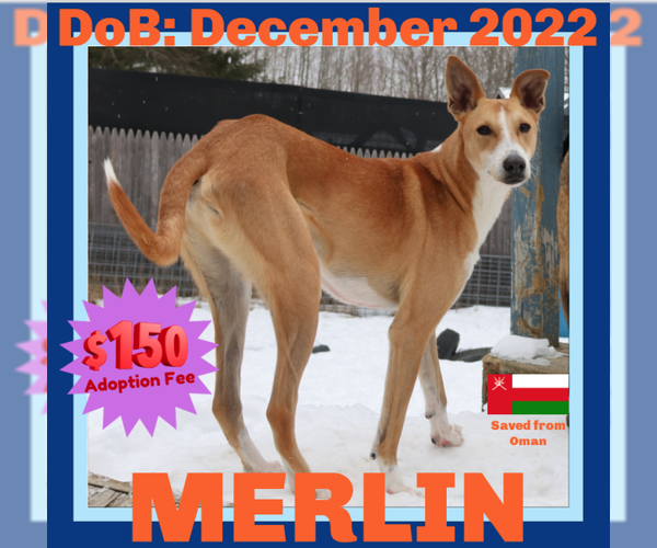 Medium Photo #3 Saluki-Whippet Mix Puppy For Sale in Sebec, ME, USA