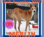 Small #2 Saluki-Whippet Mix