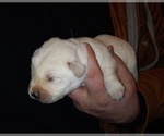 Small Photo #2 Labrador Retriever Puppy For Sale in ATHOL, MA, USA