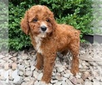 Small #1 Cavapoo (Miniature)